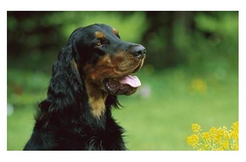 戈登雪达犬为何经常“搞破坏”？